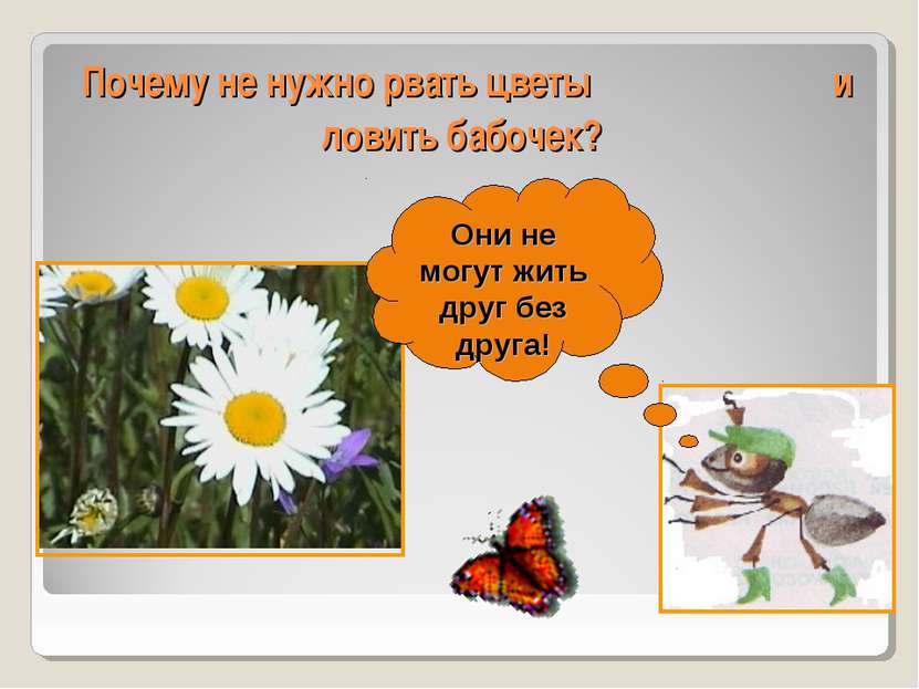 Почему не нужно рвать цветы и ловить бабочек? Они не могут жить друг без друга!