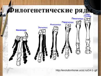 Филогенетические ряды http://evolutionhorse.ucoz.ru/14-1-.gif