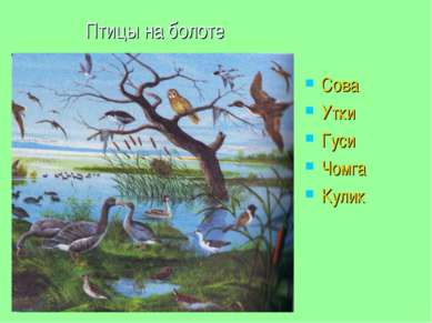 Птицы на болоте Сова Утки Гуси Чомга Кулик