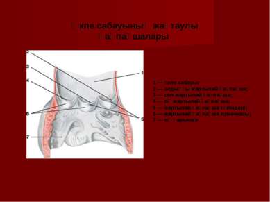 1 — өкпе сабауы; 2 — алдыңғы жартылай қақпақша; 3 — сол жартылай қақпақша; 4 ...