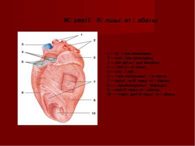 1 — оң өкпе веналары; 2 — сол өкпе веналары; 3 — жоғарғы қуыс венасы; 4 — қол...