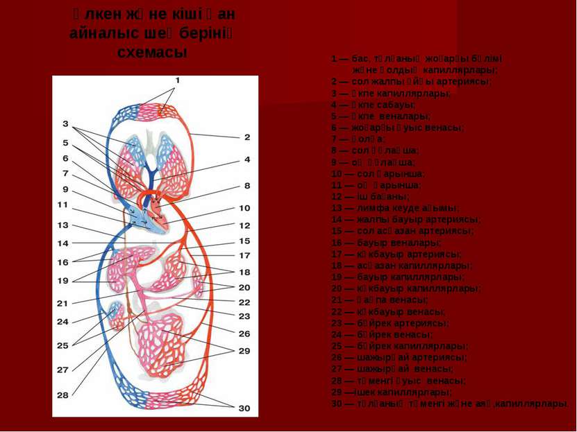 1 — бас, тұлғаның жоғарғы бөлімі және қолдың капиллярлары; 2 — сол жалпы ұйқы...