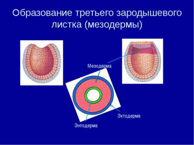 Образование третьего зародышевого листка (мезодермы) Мезодерма Эктодерма Энто...