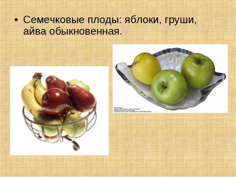 Семечковые плоды: яблоки, груши, айва обыкновенная.
