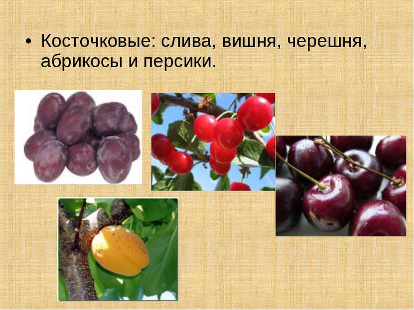 К плодовым растениям относятся. Косточковые плоды вишня. Косточковые плоды абрикос. Косточковые плоды слива. К косточковым плодам относят.