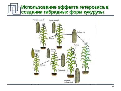 Использование эффекта гетерозиса в создании гибридных форм кукурузы. *