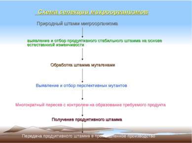 Схема селекции микроорганизмов Природный штамм микроорганизма выявление и отб...