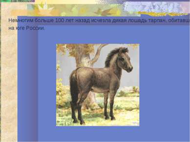 Немногим больше 100 лет назад исчезла дикая лошадь тарпан, обитавшая на юге Р...