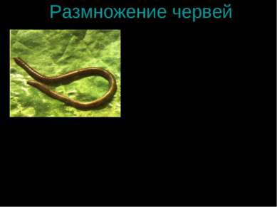 Размножение червей Среди червей много гермафродитов. У дождевого червя полова...