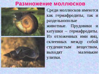Размножение моллюсков Среди моллюсков имеются как гермафродиты, так и раздель...