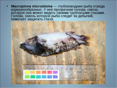 Macropinna microstoma — глубоководная рыба отряда корюшкообразных. У неё проз...
