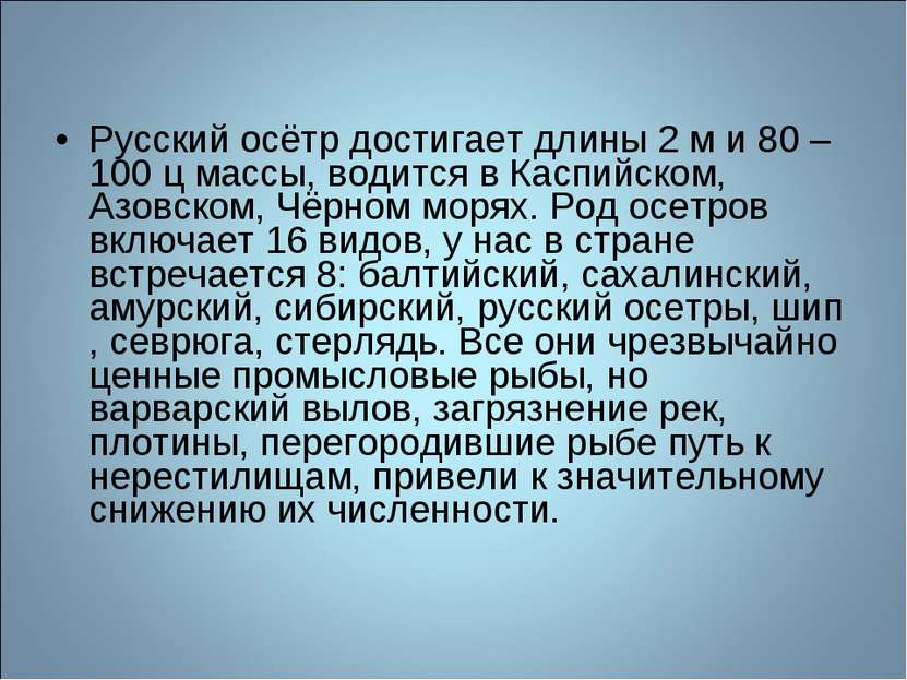 Русский осётр достигает длины 2 м и 80 – 100 ц массы, водится в Каспийском, А...
