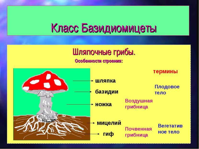 Класс Базидиомицеты Шляпочные грибы. Особенности строения: шляпка ножка мицел...