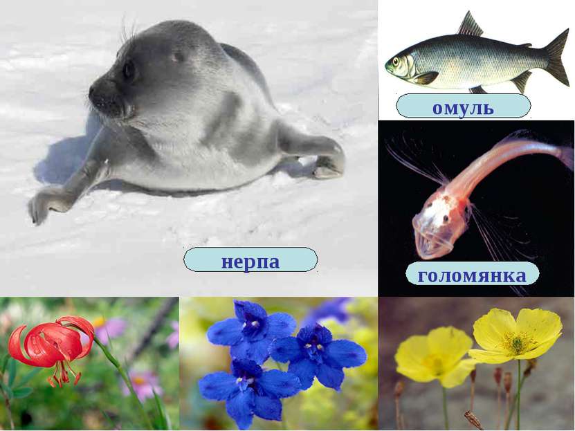 На Байкале обитает более тысячи эндемичных - уникальных растений, рыб и живот...