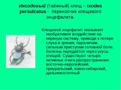 Иксодовый (таёжный) клещ – Ixodes persulcatus - переносчик клещевого энцефали...