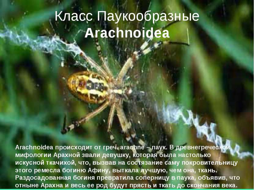 Класс Паукообразные Arachnoidea Arachnoidea происходит от греч. arachne – пау...