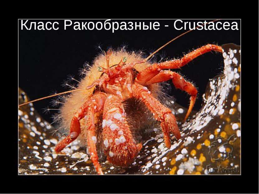 Класс Ракообразные - Crustacea