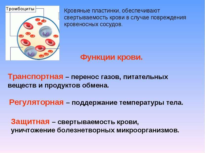 Кровяные пластинки, обеспечивают свертываемость крови в случае повреждения кр...