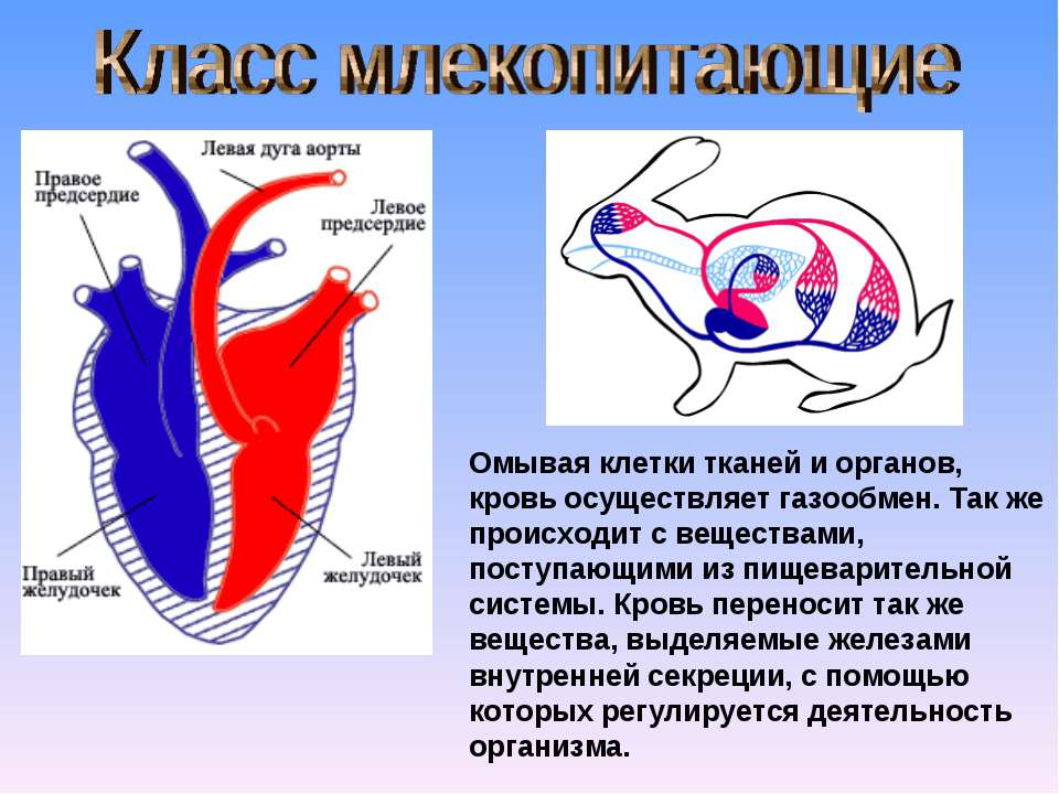 Предсердие у животных. Кровеносная система насекомоядных млекопитающих. Кровеносная система млекопитающих схема. Строение кровеносной системы млекопитающих. Схема строения кровеносной системы млекопитающих.