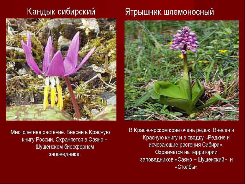 Красная книга растений россии скачать