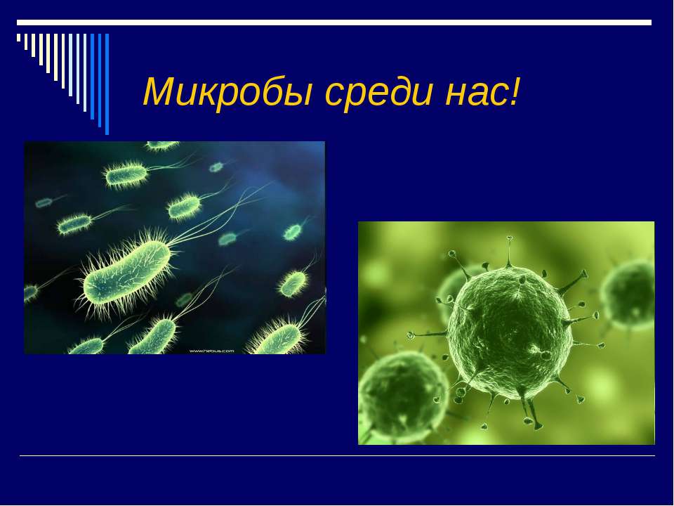 Среди бактерий есть. Микробы. Проект про микробы. Бактерии проект. Микробы слайд.