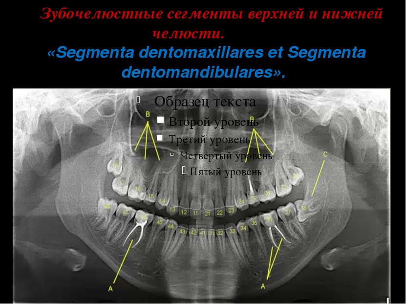 Зубочелюстные сегменты верхней и нижней челюсти. «Segmenta dentomaxillares et...