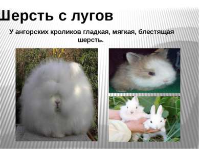 Шерсть с лугов У ангорских кроликов гладкая, мягкая, блестящая шерсть.