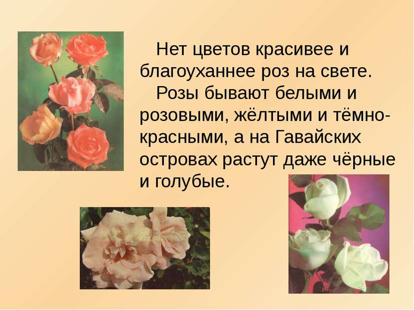 Нет цветов красивее и благоуханнее роз на свете. Розы бывают белыми и розовым...