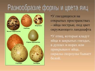 У гнездящихся на открытых пространствах – яйца пестрые, под цвет окружающего ...