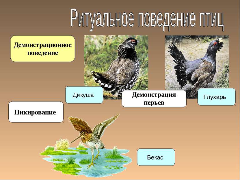 Поведение птиц 8 класс презентация. Поведение птиц. Класс птицы поведение. Цикл развития птиц. Виды поведения птиц.