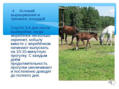 4. Условий выращивания и тренинга лошадей Спустя 3-4 дня после выжеребки, ког...