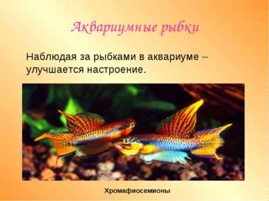 Аквариумные рыбки Наблюдая за рыбками в аквариуме –улучшается настроение. Хро...