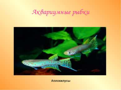 Аквариумные рыбки Аплохилусы