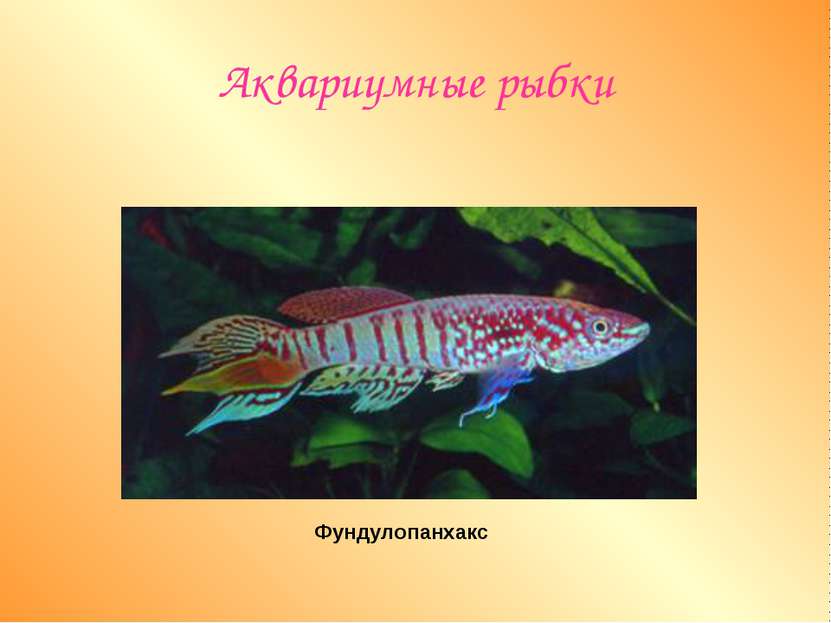 Аквариумные рыбки Фундулопанхакс
