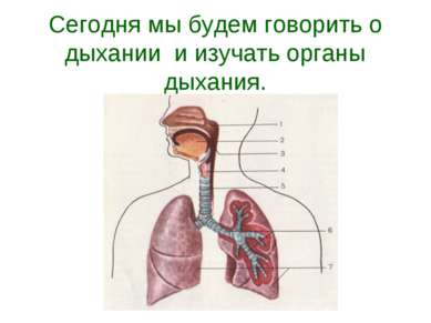 Сегодня мы будем говорить о дыхании и изучать органы дыхания.