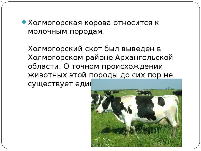 Холмогорская корова относится к молочным породам. Холмогорский скот был вывед...