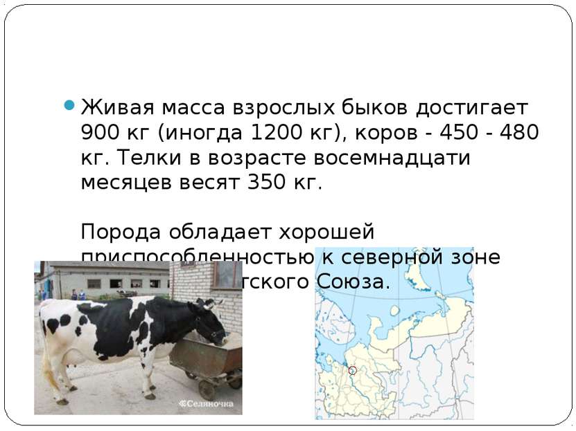 Живая масса взрослых быков достигает 900 кг (иногда 1200 кг), коров - 450 - 4...