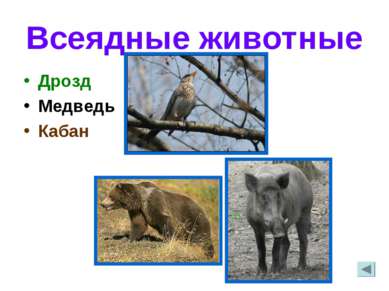 Всеядные животные Дрозд Медведь Кабан