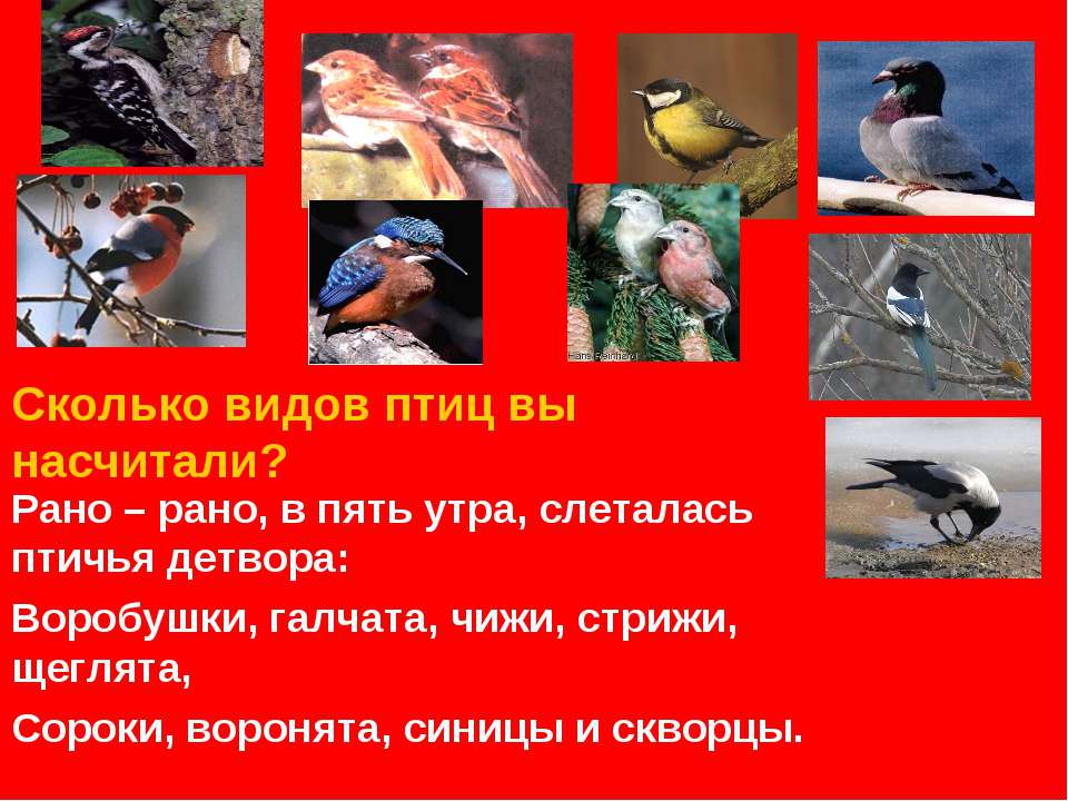 Сколько птиц в мире