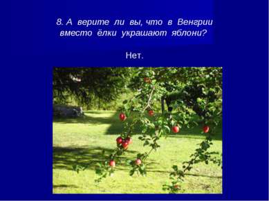 8. А верите ли вы, что в Венгрии вместо ёлки украшают яблони? Нет.