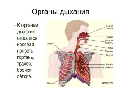 Органы дыхания К органам дыхания относятся носовая полость, гортань, трахея, ...
