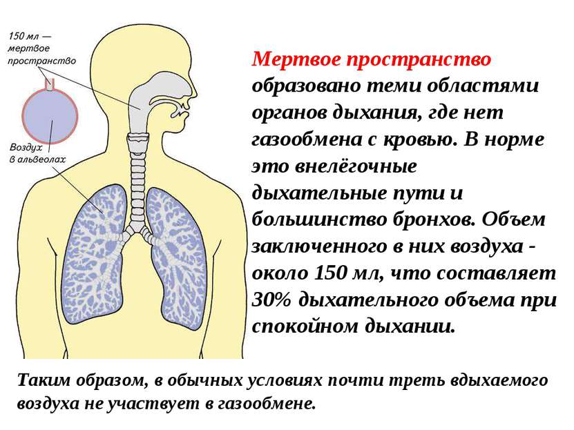 Мертвое пространство образовано теми областями органов дыхания, где нет газоо...