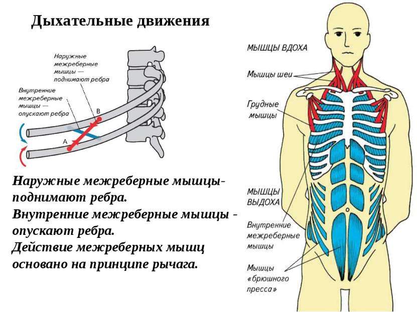 Наружные межреберные мышцы- поднимают ребра. Внутренние межреберные мышцы - о...