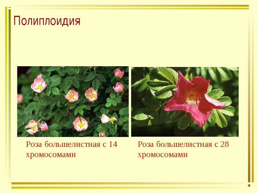 Полиплоидия Роза большелистная с 14 хромосомами Роза большелистная с 28 хромо...