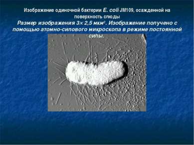 Изображение одиночной бактерии E. coli JM109, осажденной на поверхность слюды...