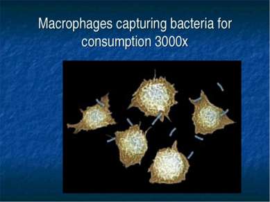 Macrophages capturing bacteria for consumption 3000x