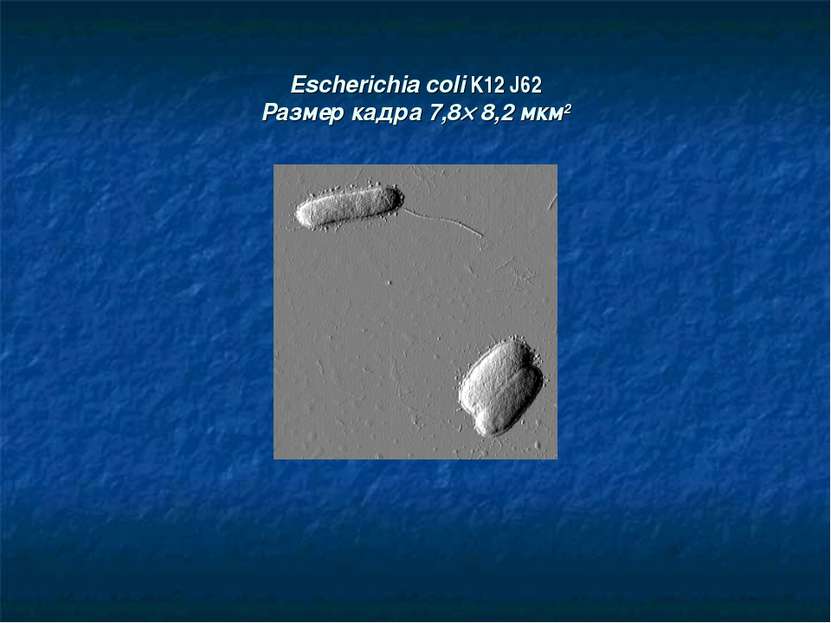 Escherichia coli K12 J62 Размер кадра 7,8´ 8,2 мкм2