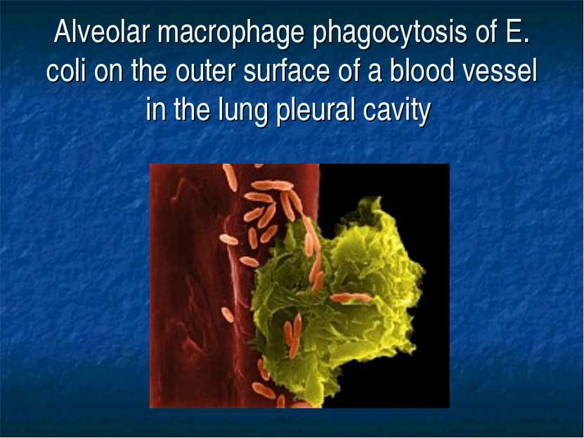 Alveolar macrophage phagocytosis of E. coli on the outer surface of a blood v...