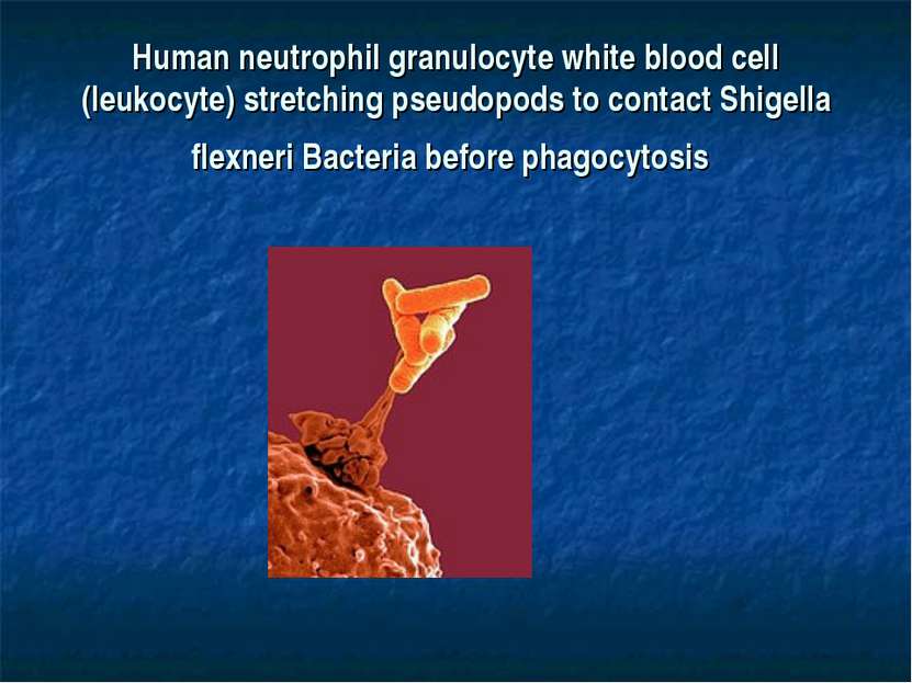 Human neutrophil granulocyte white blood cell (leukocyte) stretching pseudopo...