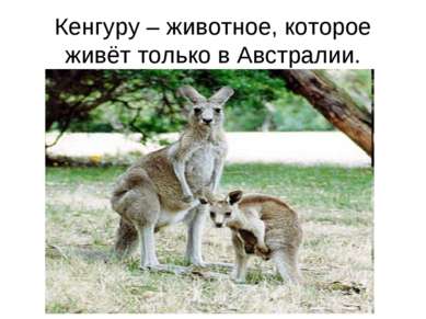 Кенгуру – животное, которое живёт только в Австралии.